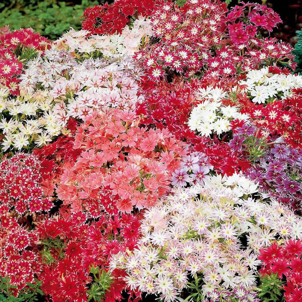 Phlox Seeds 'Twinkle Stars'