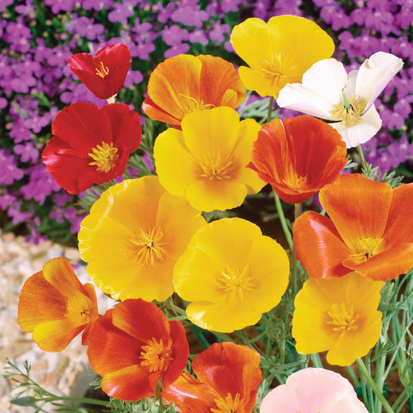 Californian Poppy Seeds 'Superb Mix'