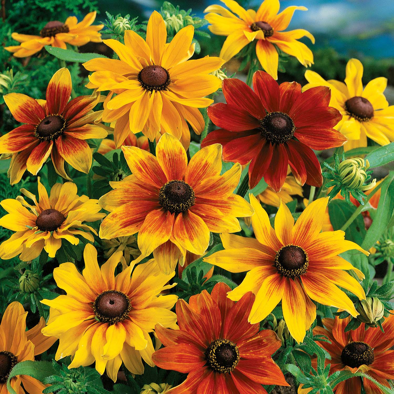 Buy Rudbeckia Rustic Dwarf - Seeds online | Marshalls – Marshalls Garden
