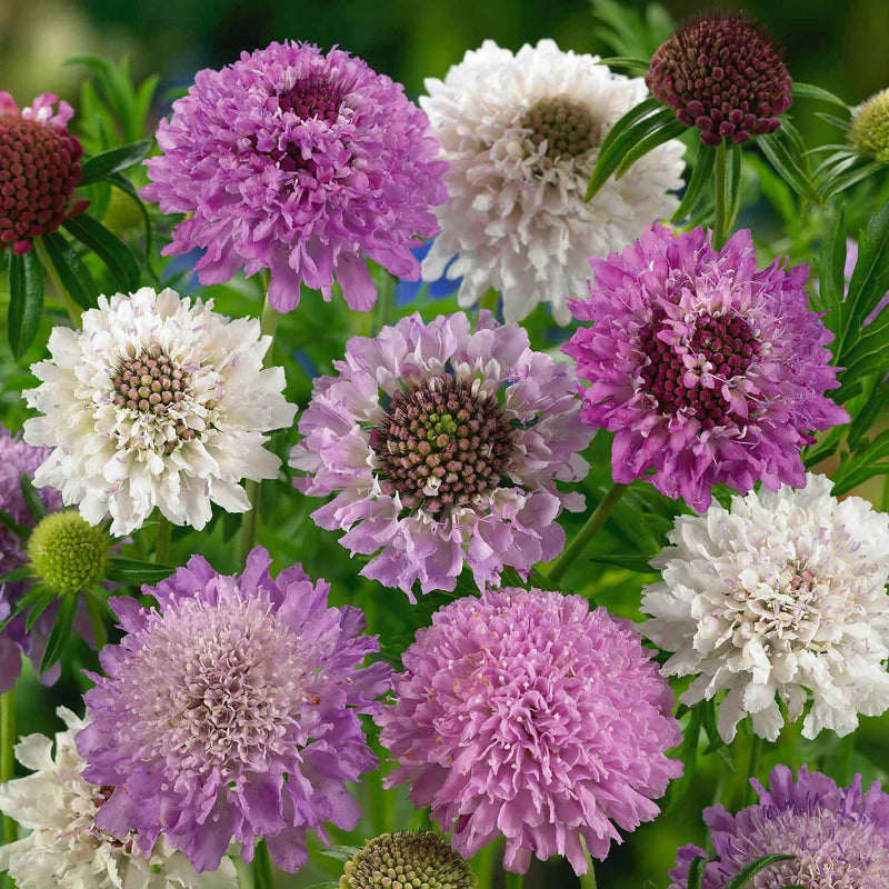 Scabious Seeds 'Pincushion Mix'