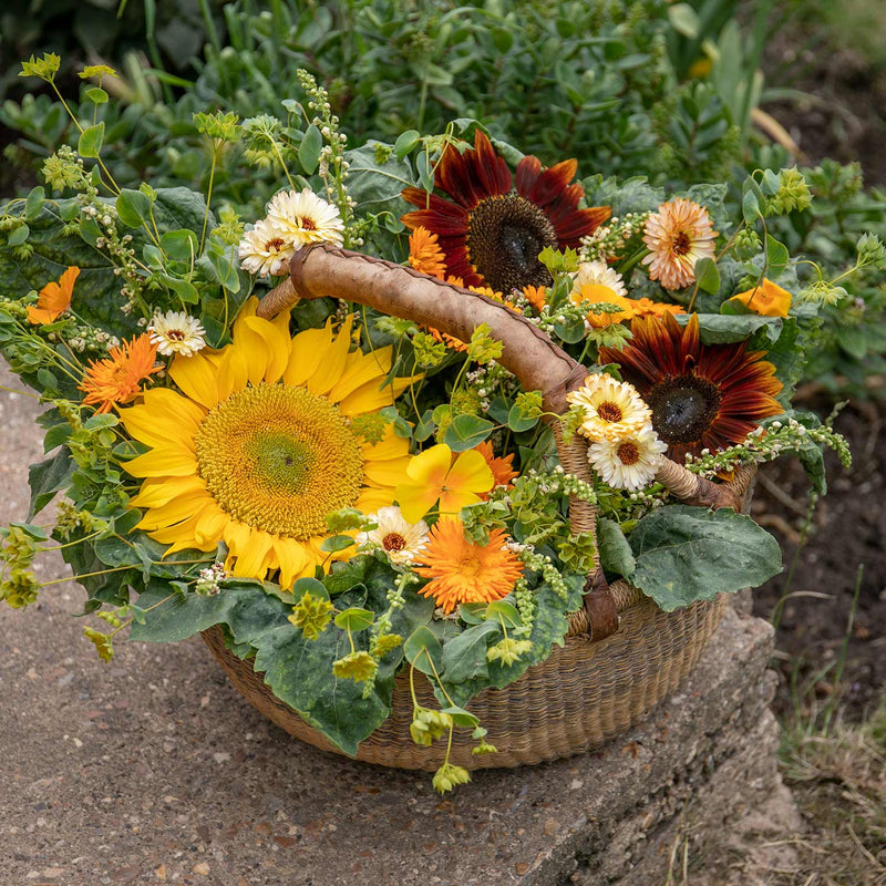 Sunflower Seeds 'Vincent's Mix'