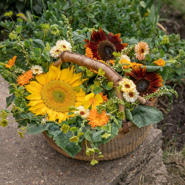 Sunflower Seeds 'Vincent's Mix'