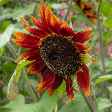 Sunflower Seeds 'Vincent's Mix'