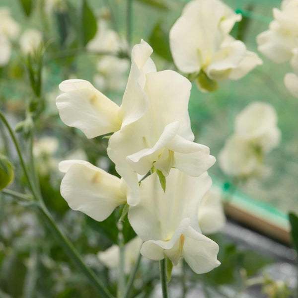 Sweet Pea Seeds 'Cathy'