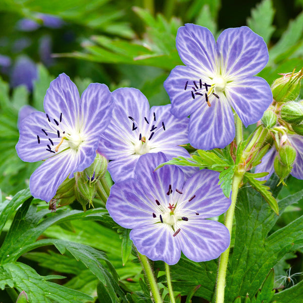 Wildflower Seeds 'Cranesbill Hardy Geranium'