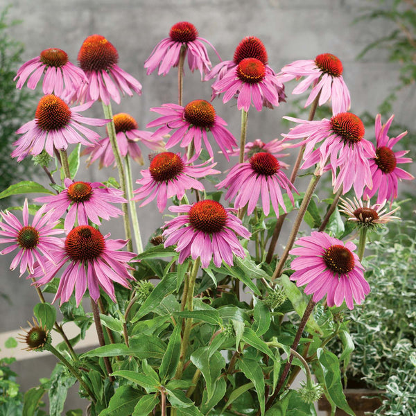 Wildflower Seeds 'Echinacea Purpurea Leuchstern'