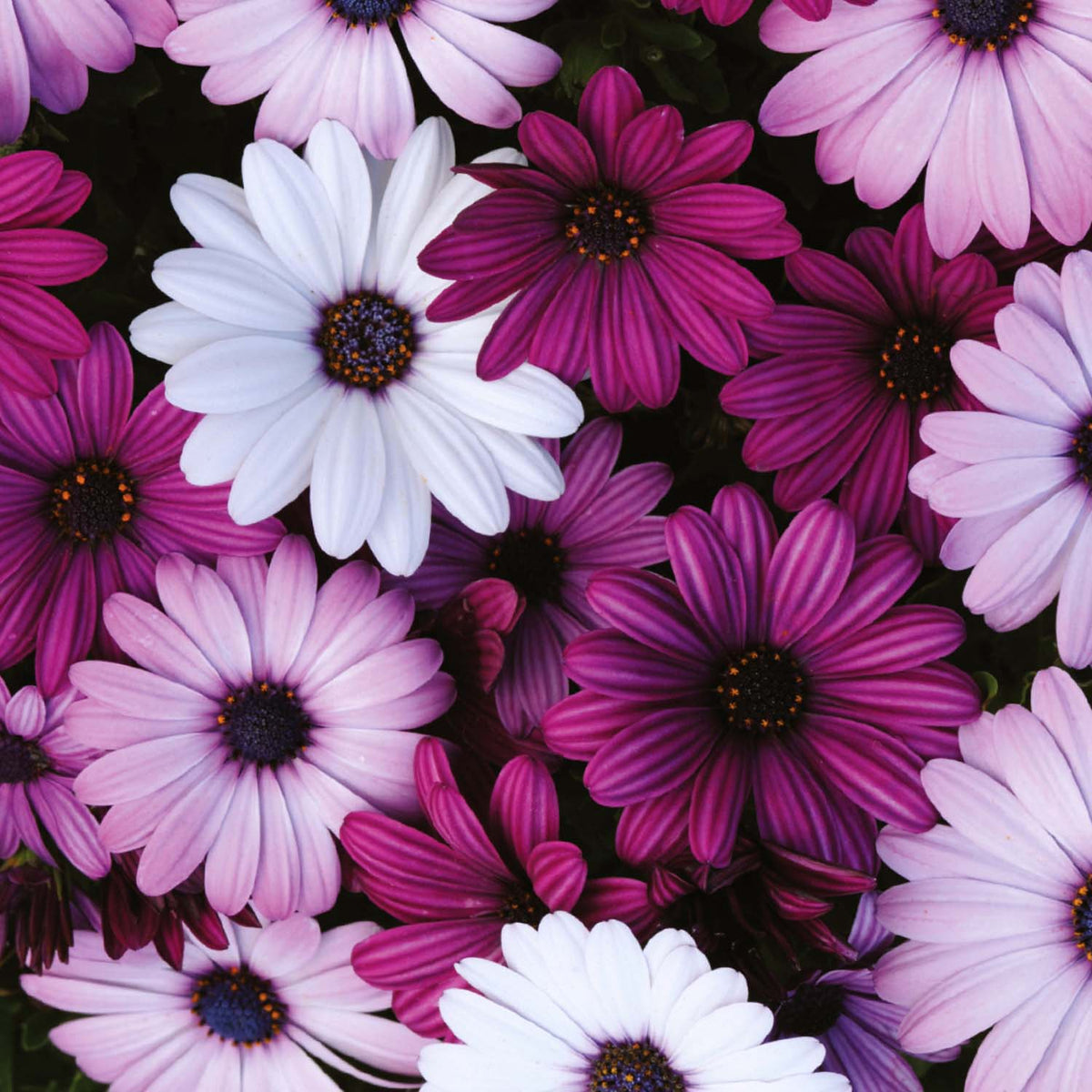 Osteospermum Seeds 'Akila Mix' | Buy Osteospermum Seeds Online ...