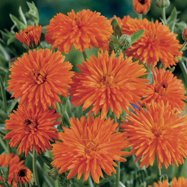 Wildflower Seeds 'Calendula Long Flowering Mix'