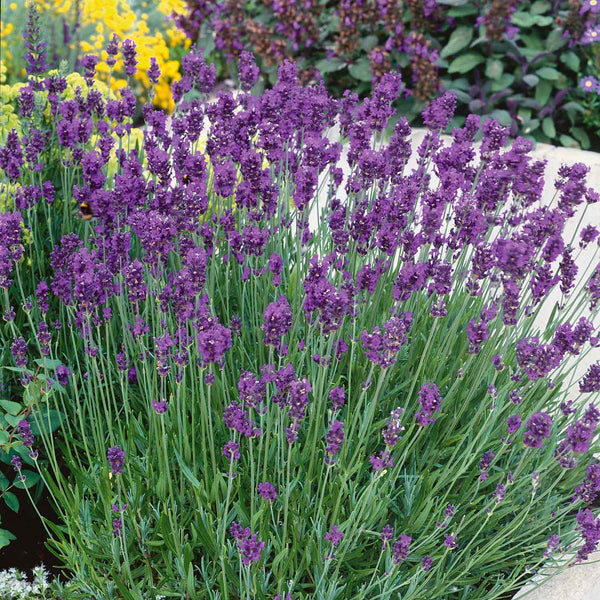 Lavender Seeds 'Munstead Strain Flower'