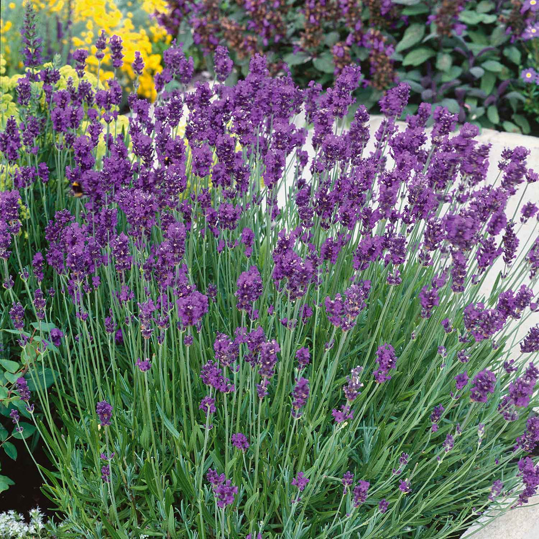 Lavender Seeds 'Munstead Strain Flower' | Buy Lavender Seeds Online ...