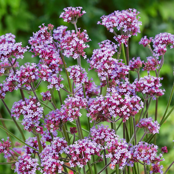 Verbena Seeds 'Bonariensis'