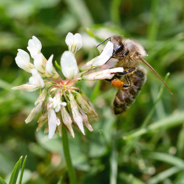 Wildflower Seeds 'White Clover'