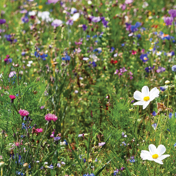 Wildflower Seeds 'Biodiversity Flower Mix'