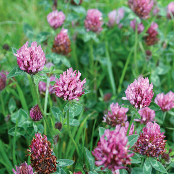 Wildflower Seeds 'Red Clover'