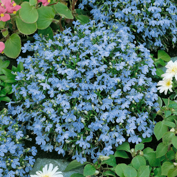 Lobelia Seeds 'Cambridge Blue'