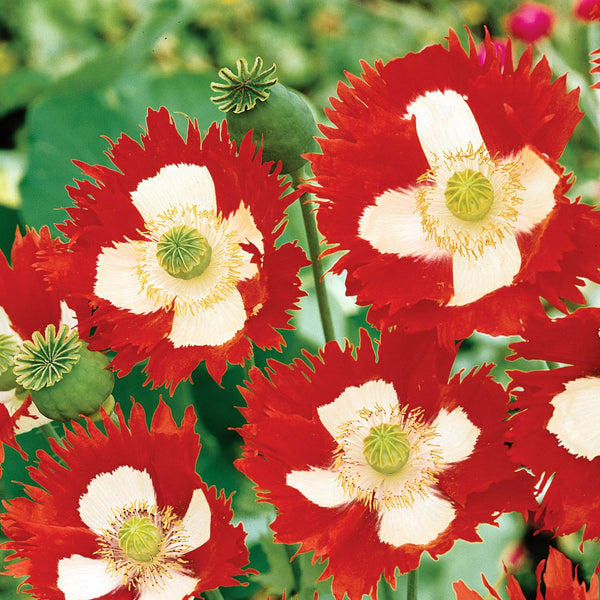 Poppy Seeds 'Victoria Cross'