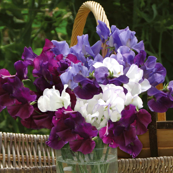 Sweet Pea Seeds 'Misty Mountains'