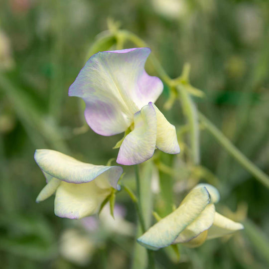 Sweet Pea Seeds 'Cream Eggs' | Buy Sweet Pea Seeds Online | Sweet Pea ...