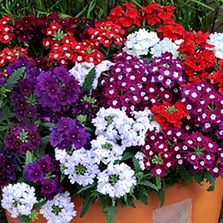 Marshalls 'Summer Bedding' Garden Ready Selection 48 Garden Ready