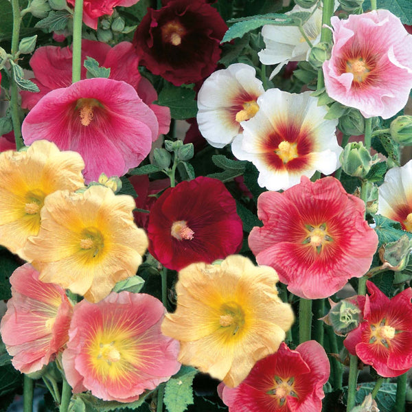 Hollyhock Seeds 'Country Dream Mix'