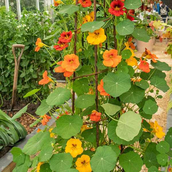 Nasturtium Seeds 'Whirlybird Mix'