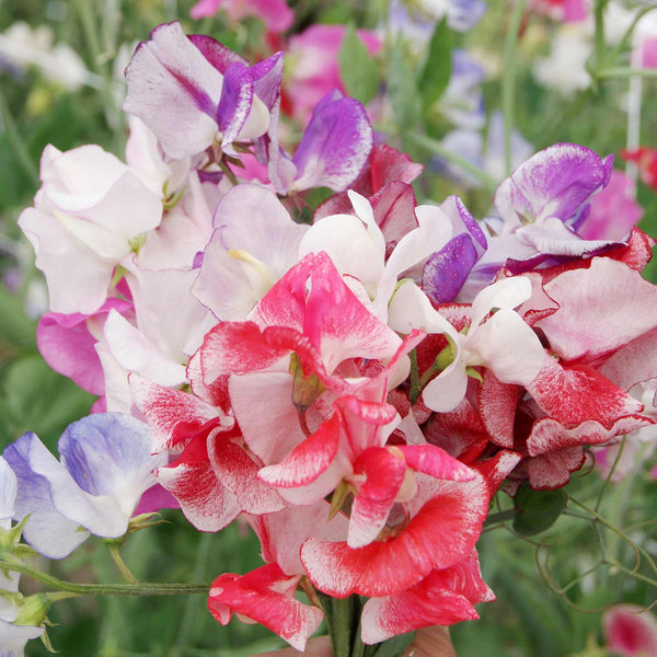 Sweet Pea Seeds 'Unwins Ripple Mix'