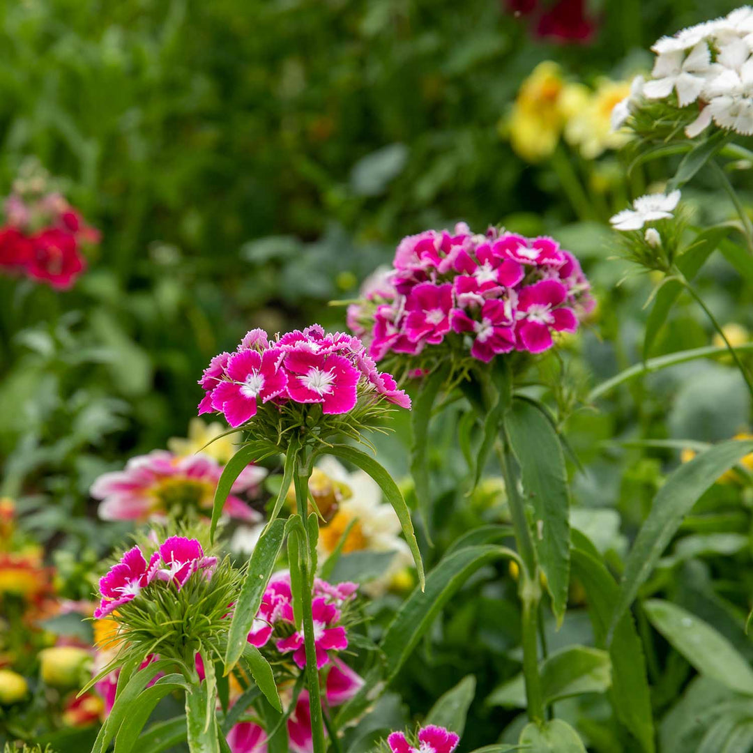 Sweet William Seeds 'Early Summer Scented' | Buy Sweet William Seeds ...