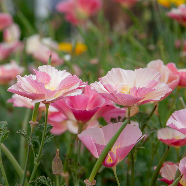 Californian Poppy Seeds 'Frilled Rose'
