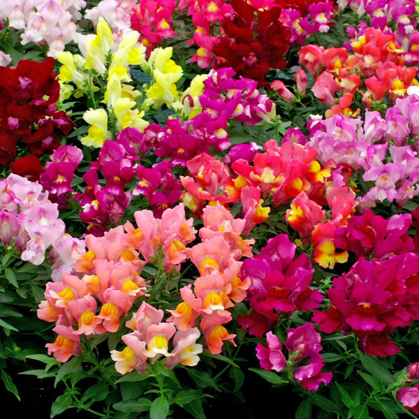 Antirrhinum Seeds 'Snappy Mix'