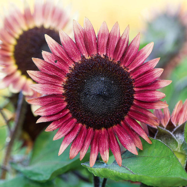 Sunflower Seeds 'Ms Mars'