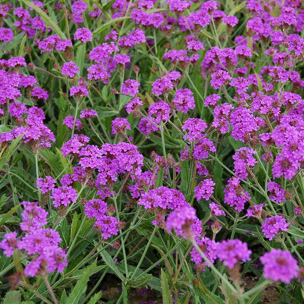 Verbena rigida Seeds 'Dazzling Nights'