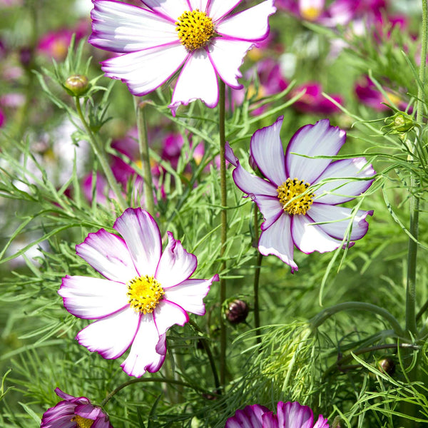 Cosmos Seeds 'Tip Top Picotee'