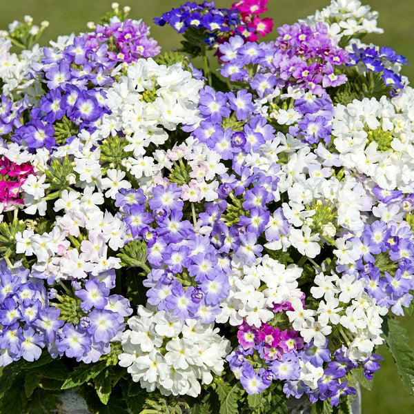 Verbena Seeds 'Scentsation Mix'