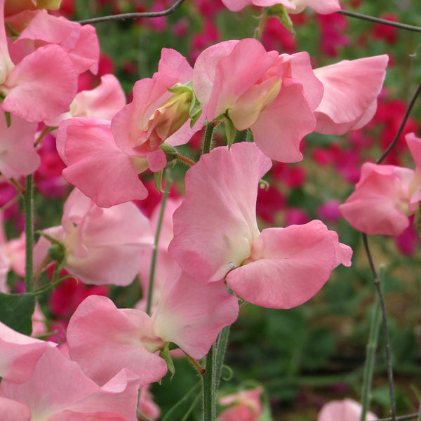 Sweet Pea Seeds 'Killarney'