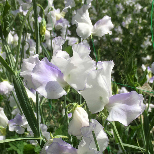 Sweet Pea Seeds 'Platinum Jubilee'