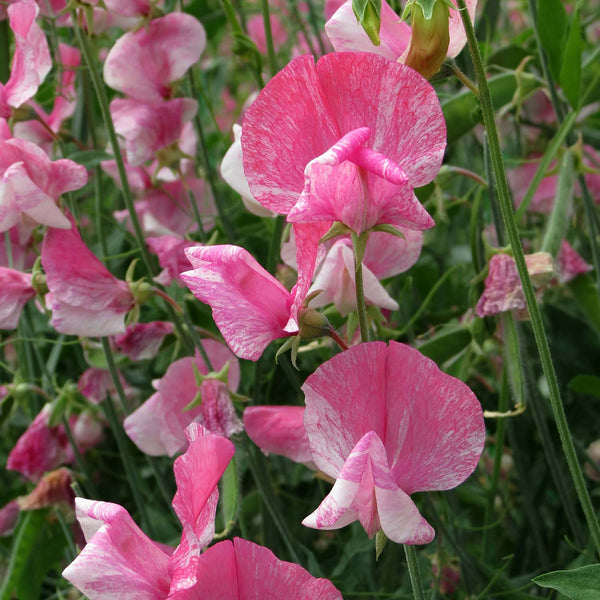 Sweet Pea Seeds 'Our Heroes'