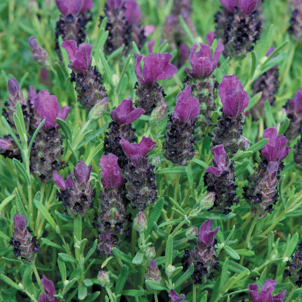 Lavender Seeds 'Bandera Deep Purple'