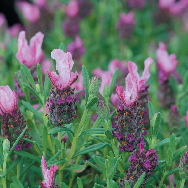 Lavender Seeds 'Bandera Deep Pink'