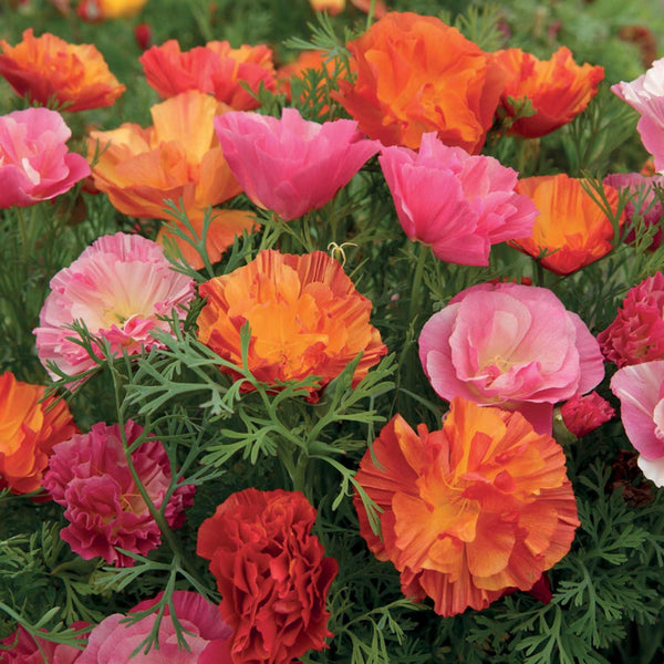 Californian Poppy Seeds 'XL Jelly Beans'