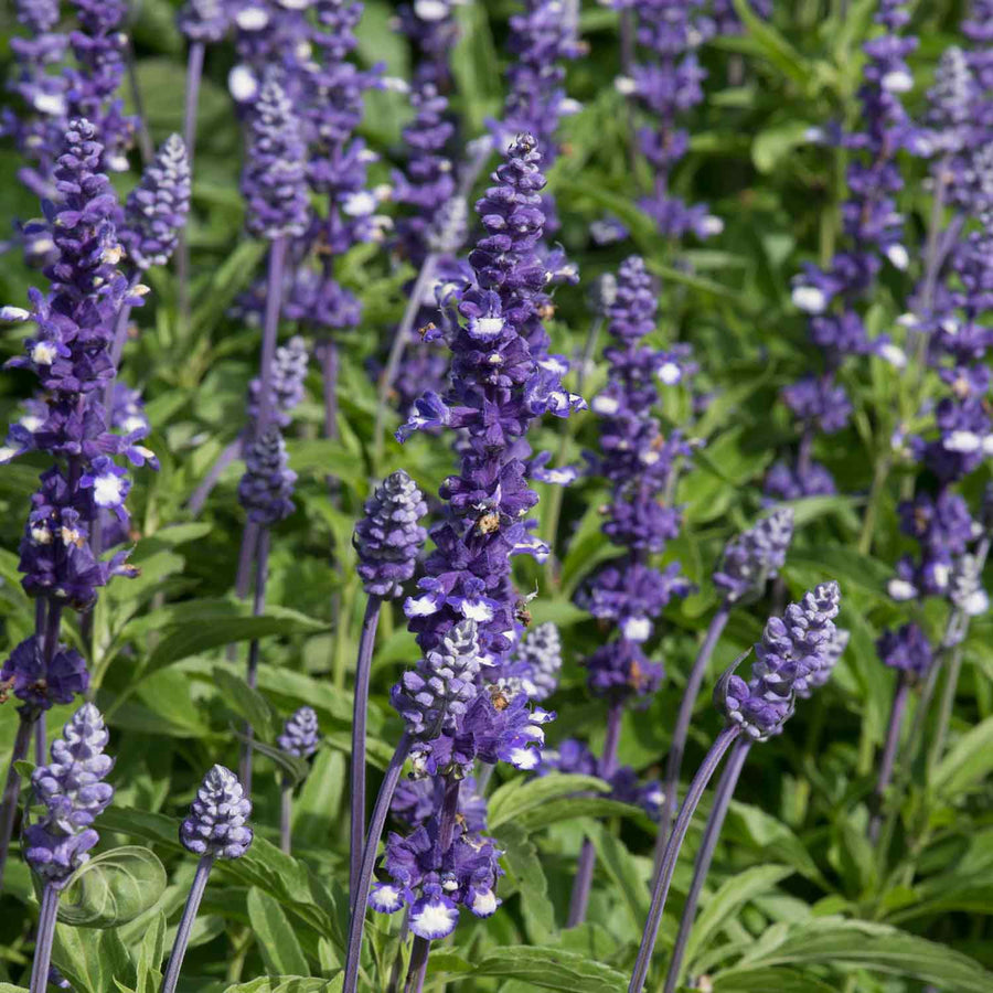 Salvia Seeds 'Fairy Queen' | Buy Salvia Seeds Online | Salvia Seeds for ...