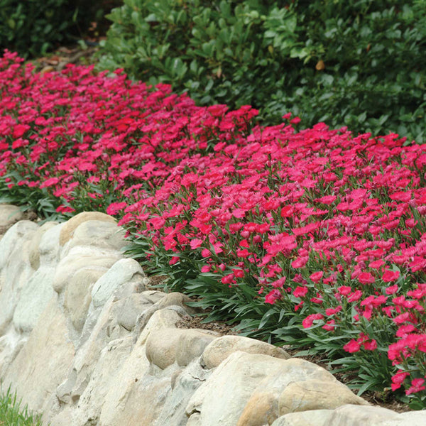 Dianthus Seeds 'Ideal Select Rose'