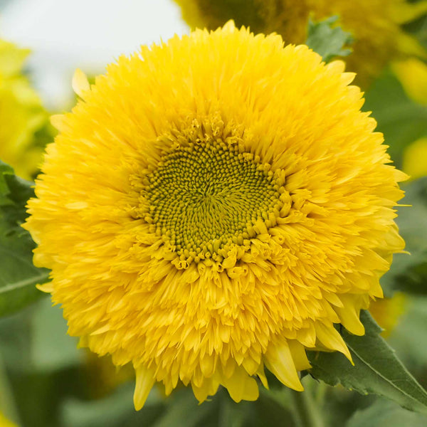 Sunflower Seeds 'Gummy Bear'