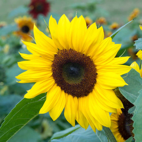 Sunflower Seeds 'soleo' 