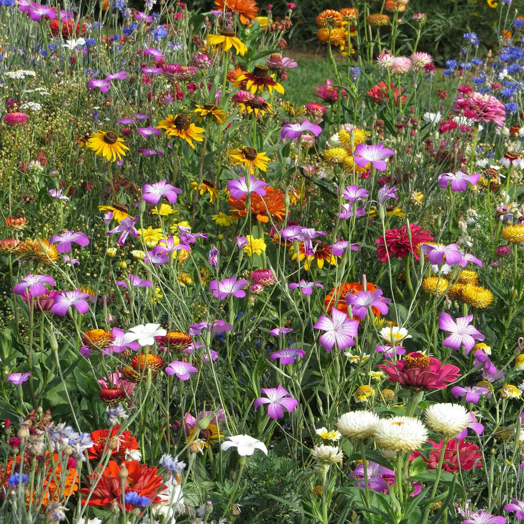 Summer Annuals Seeds 'Cut Flowers Mix' Buy Summer Annuals Seeds