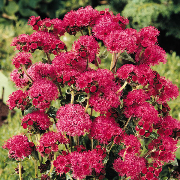 Ageratum Seeds 'Red Sea'