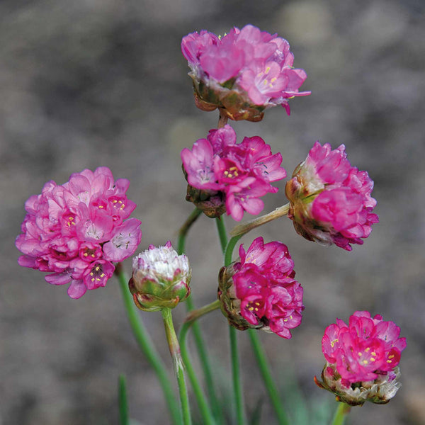 Alpine Armeria Seeds 'Morning Star Deep Pink'