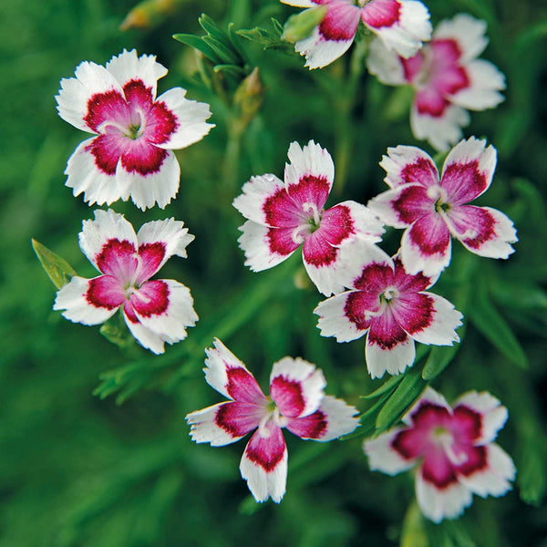 Dianthus Seeds 'Arctic Fire'