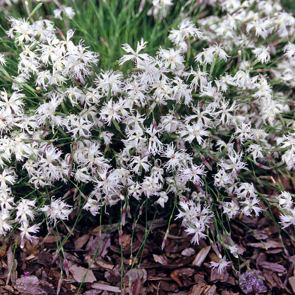 Dianthus Seeds 'Little Maiden'