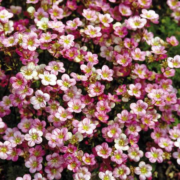 Saxifraga Seeds 'Floral Carpet'