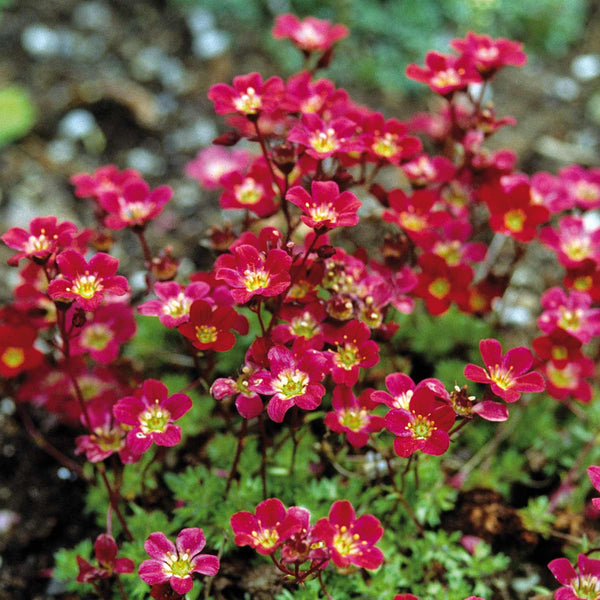 Saxifraga Seeds 'Purple Robe'